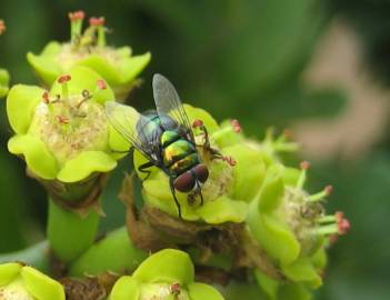 Fotografia da espécie Euphorbia ingens