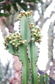 Fotografia da espécie Euphorbia ingens