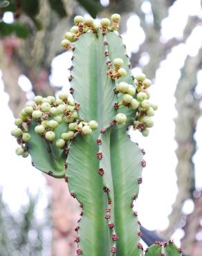 Fotografia 12 da espécie Euphorbia ingens no Jardim Botânico UTAD