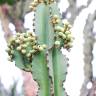 Fotografia 12 da espécie Euphorbia ingens do Jardim Botânico UTAD