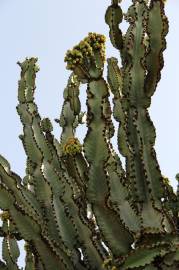 Fotografia da espécie Euphorbia ingens