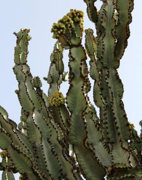 Fotografia 13 da espécie Euphorbia ingens no Jardim Botânico UTAD