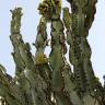 Fotografia 13 da espécie Euphorbia ingens do Jardim Botânico UTAD