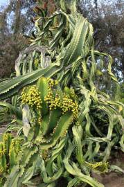 Fotografia da espécie Euphorbia ingens