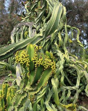Fotografia 14 da espécie Euphorbia ingens no Jardim Botânico UTAD