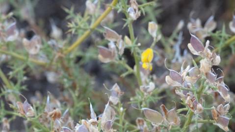 Fotografia da espécie Ulex argenteus subesp. argenteus