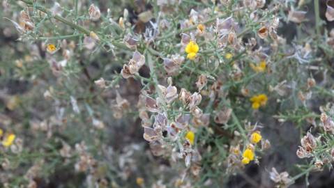 Fotografia da espécie Ulex argenteus subesp. argenteus