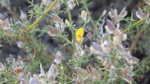 Fotografia da espécie Ulex argenteus subesp. argenteus