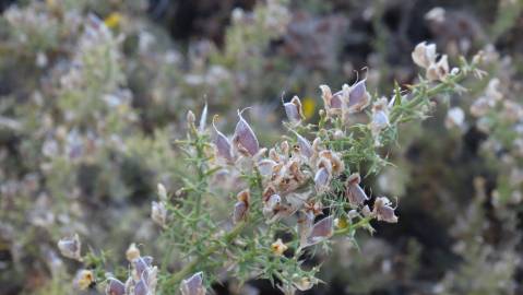 Fotografia da espécie Ulex argenteus subesp. argenteus