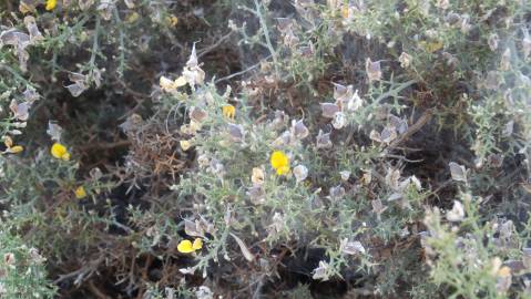 Fotografia da espécie Ulex argenteus subesp. argenteus