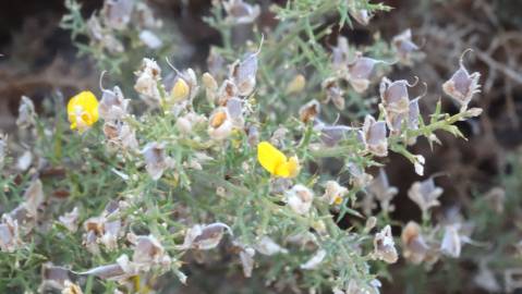 Fotografia da espécie Ulex argenteus subesp. argenteus