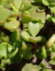 Crassula ovata