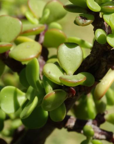 Fotografia de capa Crassula ovata - do Jardim Botânico