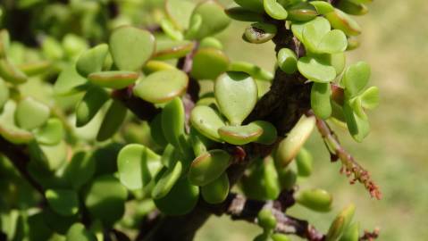 Fotografia da espécie Crassula ovata