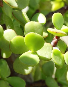 Fotografia 2 da espécie Crassula ovata no Jardim Botânico UTAD