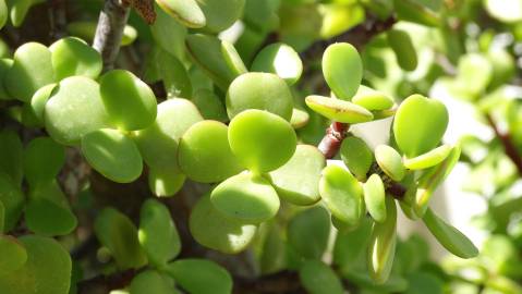 Fotografia da espécie Crassula ovata