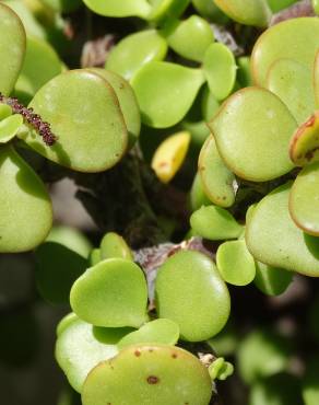 Fotografia 3 da espécie Crassula ovata no Jardim Botânico UTAD