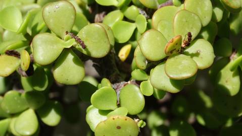 Fotografia da espécie Crassula ovata