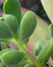 Fotografia da espécie Crassula rogersii