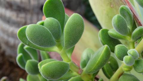 Fotografia da espécie Crassula rogersii