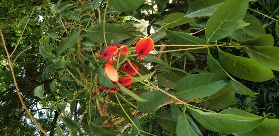 Fotografia da espécie Erythrina crista-galli