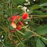 Fotografia 27 da espécie Erythrina crista-galli do Jardim Botânico UTAD