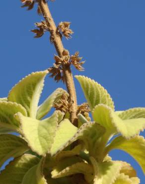 Fotografia 3 da espécie Plectranthus barbatus no Jardim Botânico UTAD