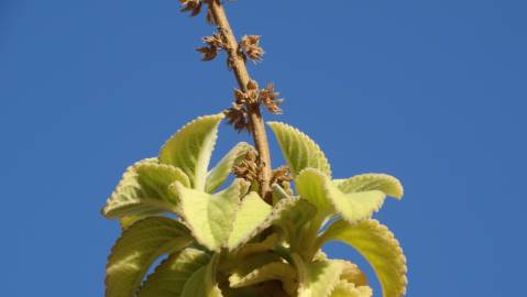 Fotografia da espécie Plectranthus barbatus