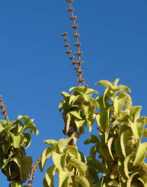 Fotografia 4 da espécie Plectranthus barbatus no Jardim Botânico UTAD