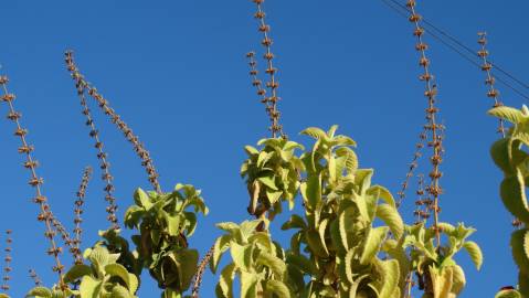 Fotografia da espécie Plectranthus barbatus