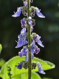 Fotografia da espécie Plectranthus barbatus