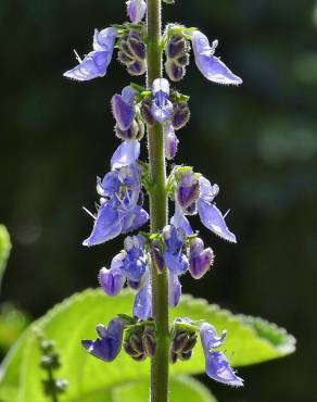Fotografia 5 da espécie Plectranthus barbatus no Jardim Botânico UTAD