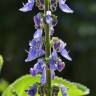 Fotografia 5 da espécie Plectranthus barbatus do Jardim Botânico UTAD