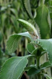 Fotografia da espécie Plectranthus barbatus