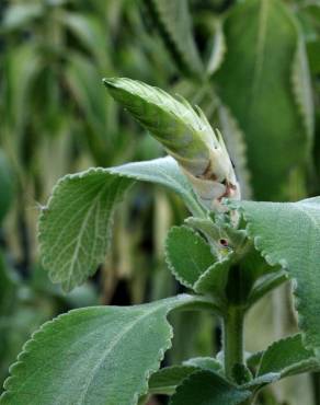 Fotografia 6 da espécie Plectranthus barbatus no Jardim Botânico UTAD