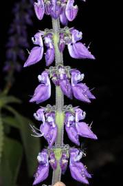 Fotografia da espécie Plectranthus barbatus