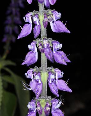 Fotografia 7 da espécie Plectranthus barbatus no Jardim Botânico UTAD