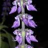 Fotografia 7 da espécie Plectranthus barbatus do Jardim Botânico UTAD