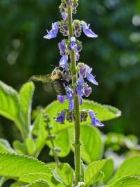 Fotografia da espécie Plectranthus barbatus