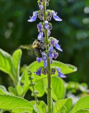 Fotografia 8 da espécie Plectranthus barbatus no Jardim Botânico UTAD