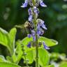 Fotografia 8 da espécie Plectranthus barbatus do Jardim Botânico UTAD