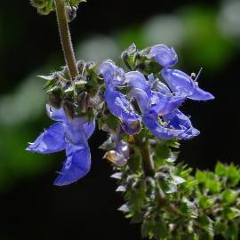 Fotografia da espécie Plectranthus barbatus