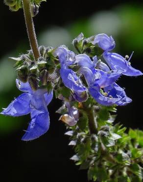 Fotografia 9 da espécie Plectranthus barbatus no Jardim Botânico UTAD