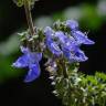 Fotografia 9 da espécie Plectranthus barbatus do Jardim Botânico UTAD