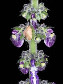 Fotografia da espécie Plectranthus barbatus