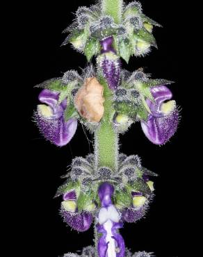 Fotografia 10 da espécie Plectranthus barbatus no Jardim Botânico UTAD