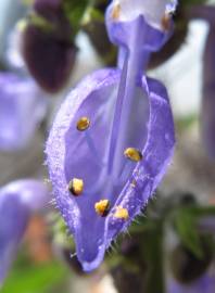 Fotografia da espécie Plectranthus barbatus