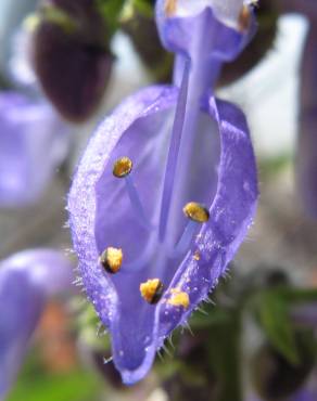 Fotografia 11 da espécie Plectranthus barbatus no Jardim Botânico UTAD