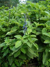 Fotografia da espécie Plectranthus barbatus