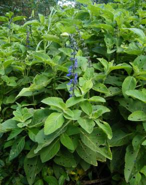 Fotografia 12 da espécie Plectranthus barbatus no Jardim Botânico UTAD